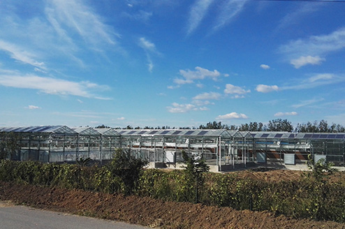 运城草莓大棚及顺义果园日光温室项目